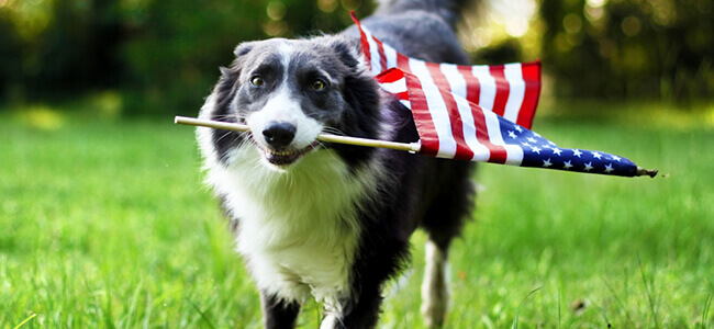 Fourth of July Pet Safety