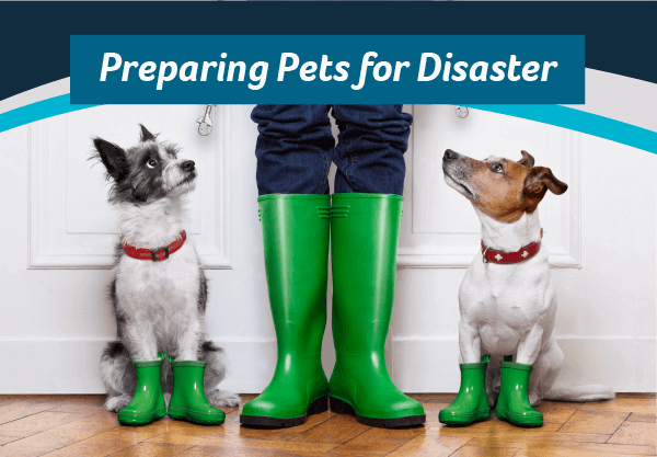 Preparing Pets for Disaster