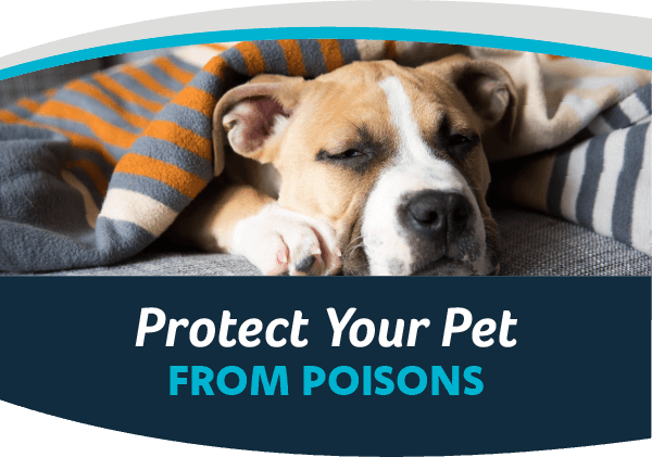 Protect Your Pets From Poisons