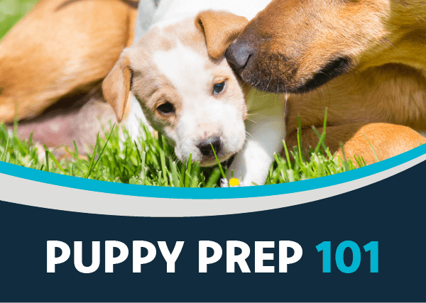 Puppy Prep 101