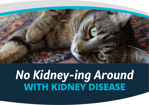 Kidney Disease in Pets