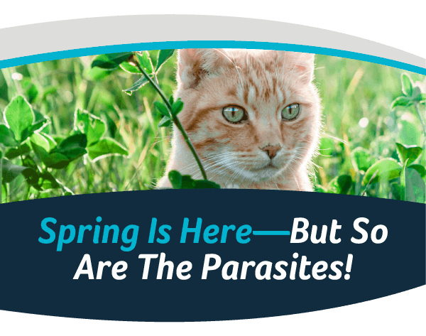 Spring Is Here, But So Are The Parasites!