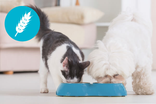 Why You Should Avoid Grain-Free Pet Food