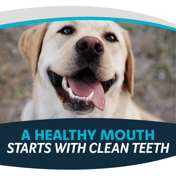 A Healthy Mouth Starts with Clean Teeth