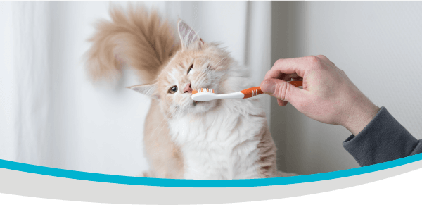 Brush Up On Your Pet’s Dental Health
